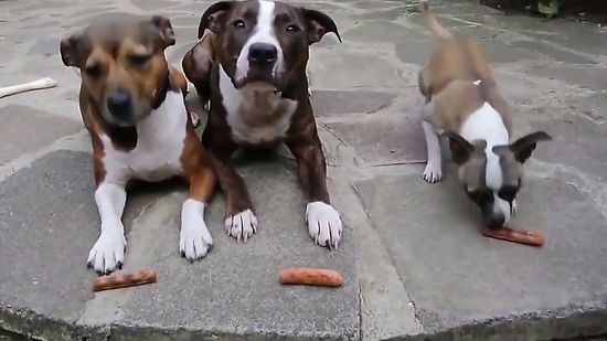 Video Dogs and Sausage